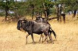 TANZANIA - Serengeti National Park - Lobo - 32